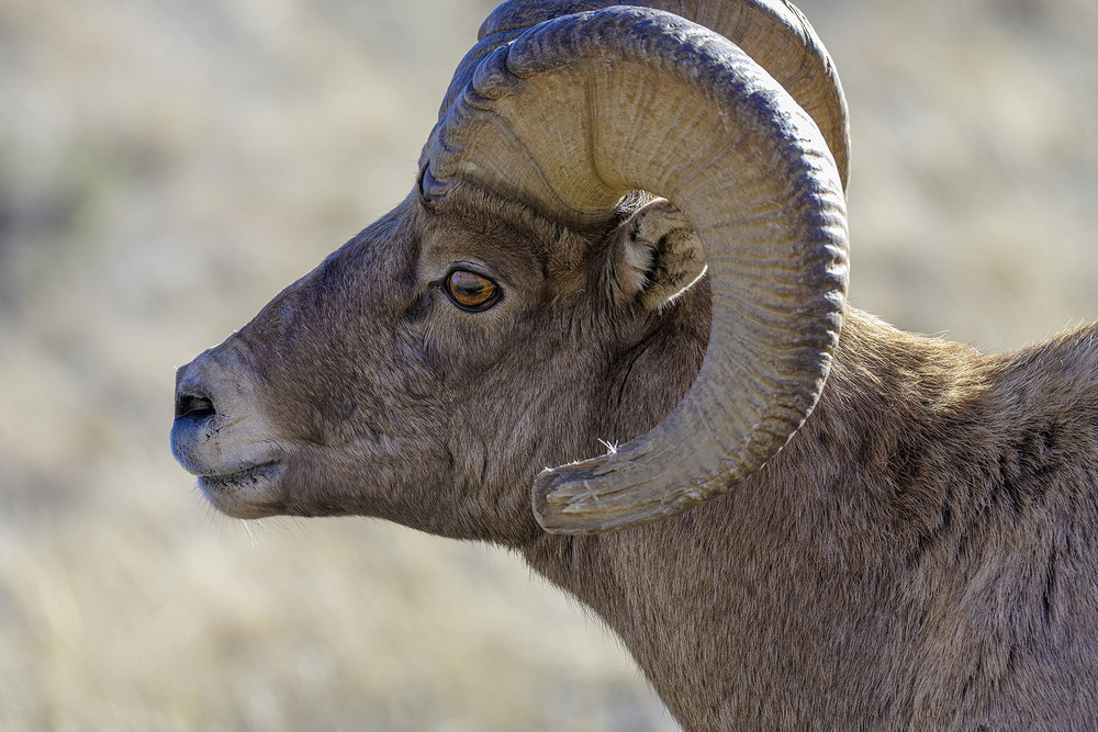 Фотографія толсторогий баран (Ovis canadensis) / Анатолий Токарь / photographers.ua