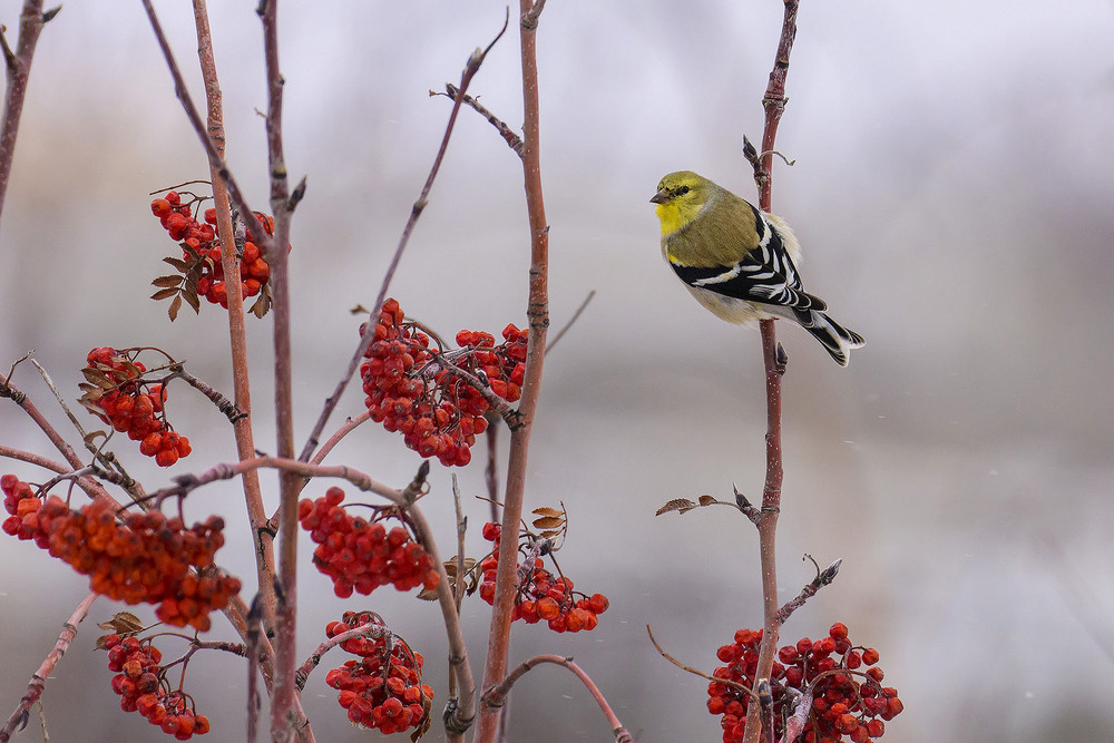 Фотографія Американский чиж (Spinus tristis) / Анатолий Токарь / photographers.ua