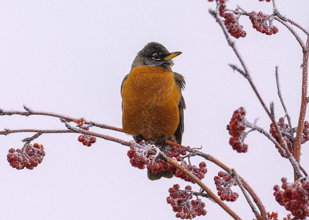 Фотографія Странствующий дрозд ( Turdus migratorius) / Анатолий Токарь / photographers.ua