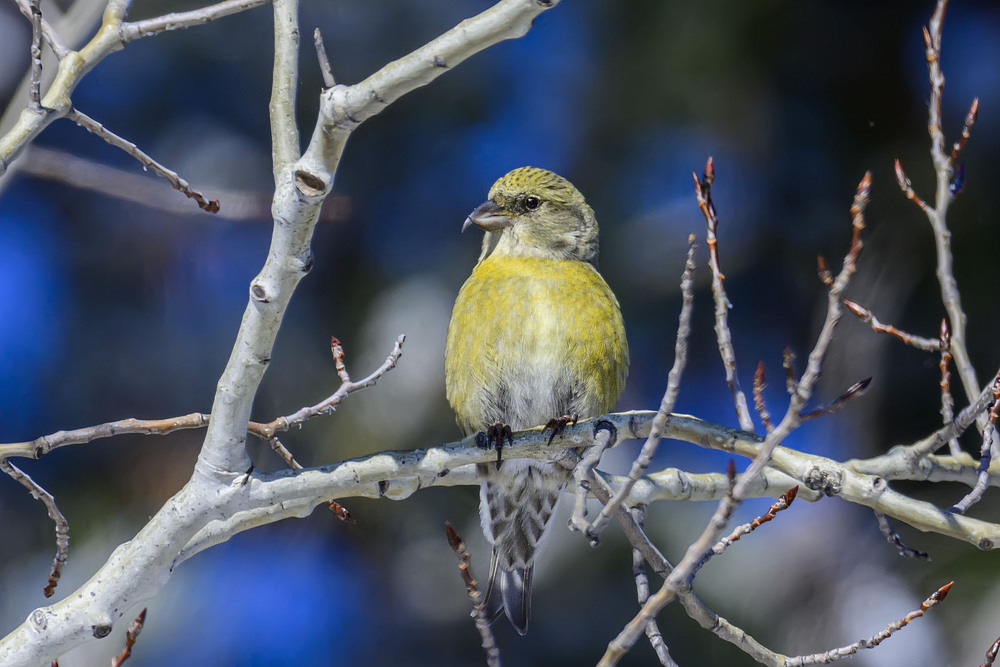 Фотографія Клест еловик (не на елке :) ) / Анатолий Токарь / photographers.ua