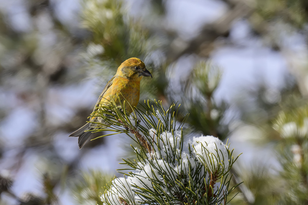 Фотографія Клест еловик / Анатолий Токарь / photographers.ua