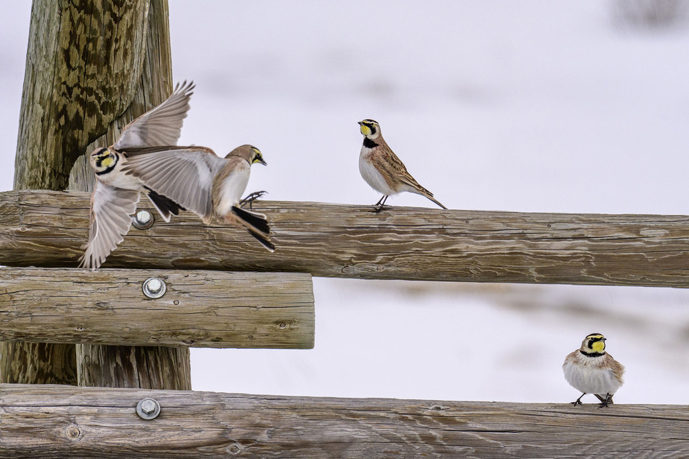Фотографія Из жизни рогатых жаворонков / Анатолий Токарь / photographers.ua