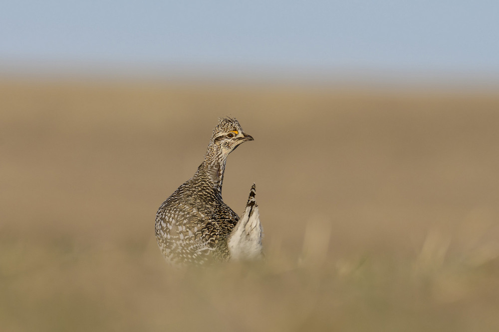 Фотографія Острохвостый тетерев (Айдахо, США) / Анатолий Токарь / photographers.ua