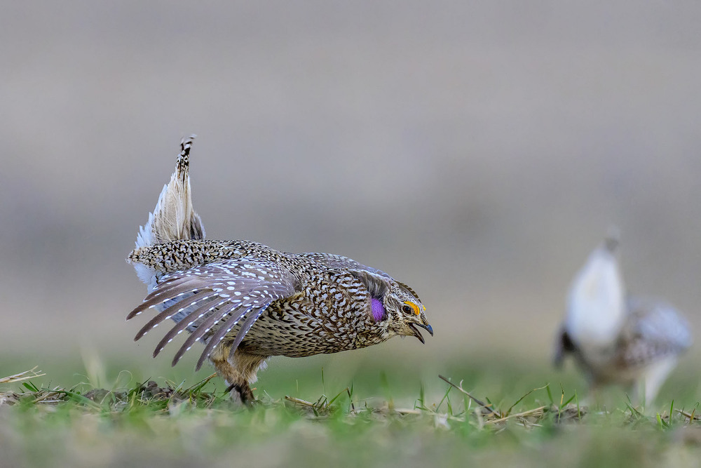 Фотографія Токующий острохвостый теререв (Айдахо, США) / Анатолий Токарь / photographers.ua