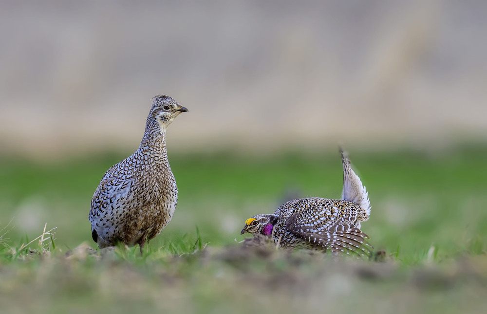 Фотографія Острохвостый тетерев на току (Айдахо, США) / Анатолий Токарь / photographers.ua