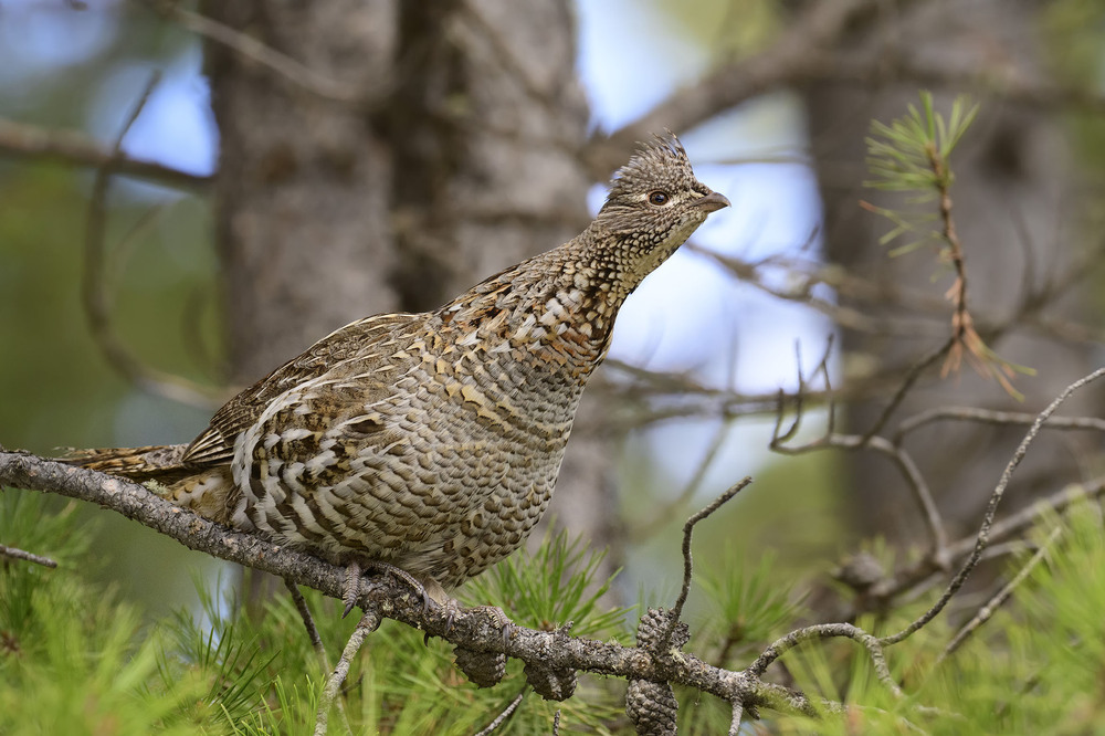 Фотографія Воротничковый рябчик (Bonasa umbellus) / Анатолий Токарь / photographers.ua