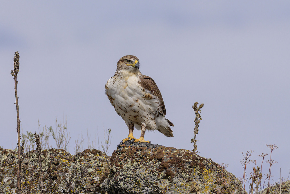 Фотографія Королевский канюк (Buteo regalis) / Анатолий Токарь / photographers.ua