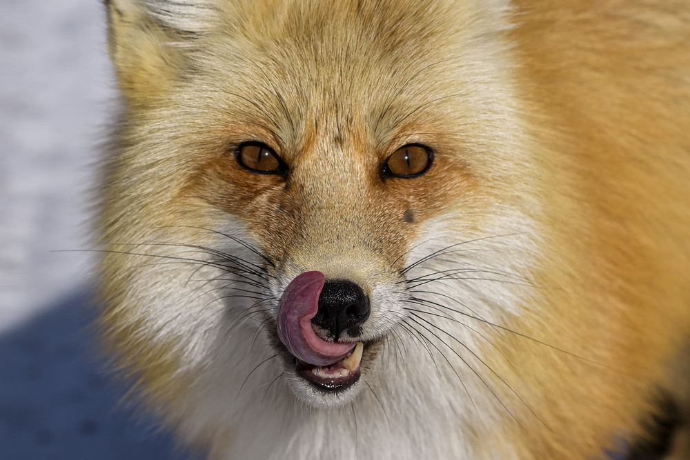 Фотографія Лисичка-сестричка / Анатолий Токарь / photographers.ua