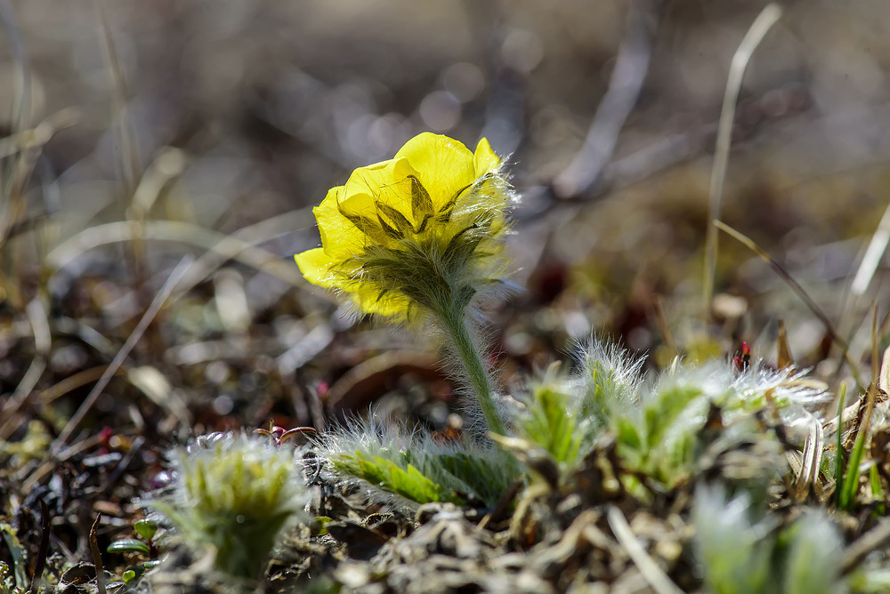Фотографія Весна в тундре (Аляска) / Анатолий Токарь / photographers.ua