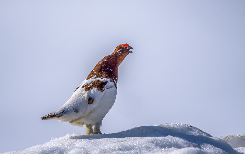 Фотографія Белая куропатка (Lagopus lagopus) / Анатолий Токарь / photographers.ua