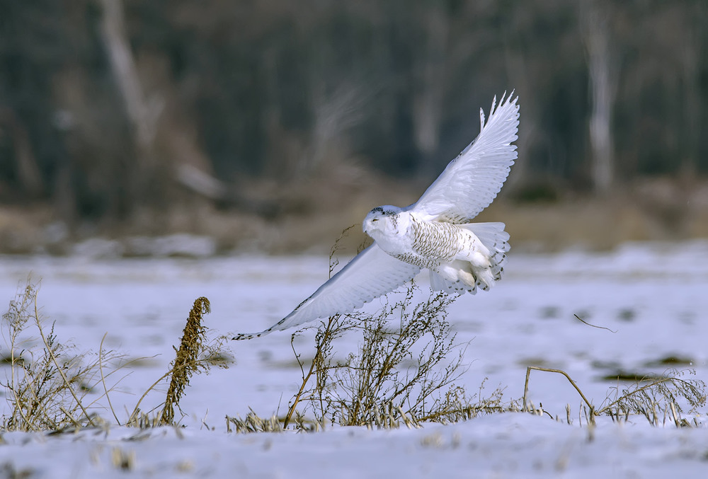 Фотографія Прощание с зимой (полярная сова) / Анатолий Токарь / photographers.ua