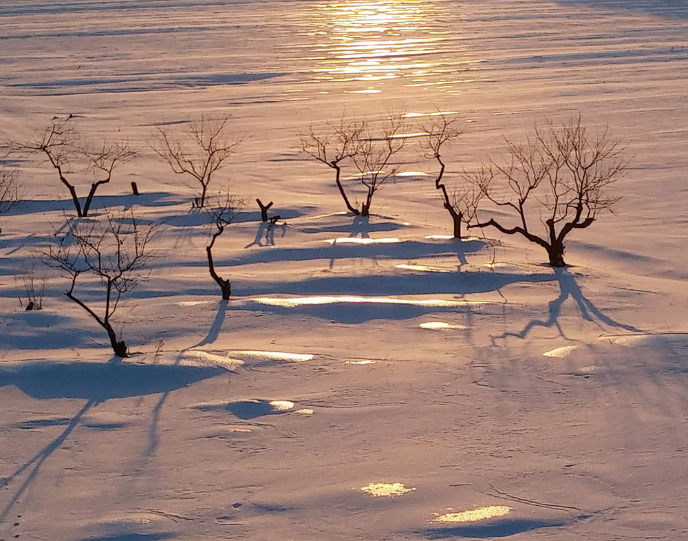 Фотографія Иероглифы на снегу / Анатолий Токарь / photographers.ua
