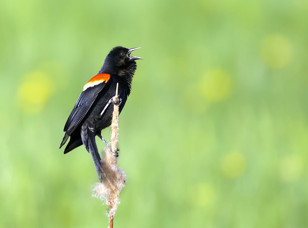 Фотографія Красноплечий чёрный трупиал (Agelaius phoeniceus ) / Анатолий Токарь / photographers.ua