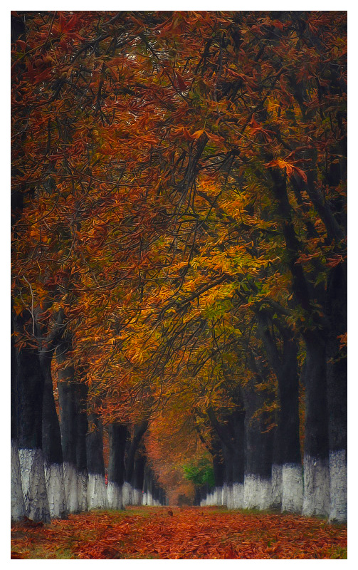 Фотографія Autumn "Dojo" ver.2 / DzjuSan / photographers.ua