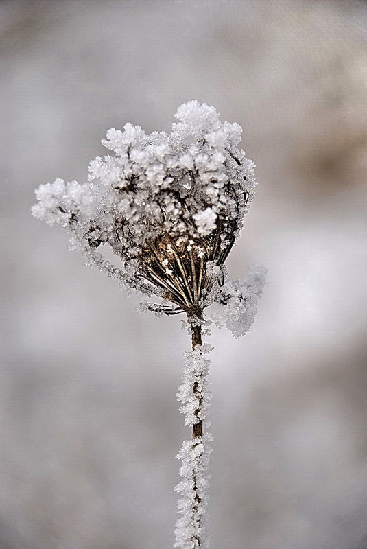 Фотографія Зима... / Андрей Демин / photographers.ua