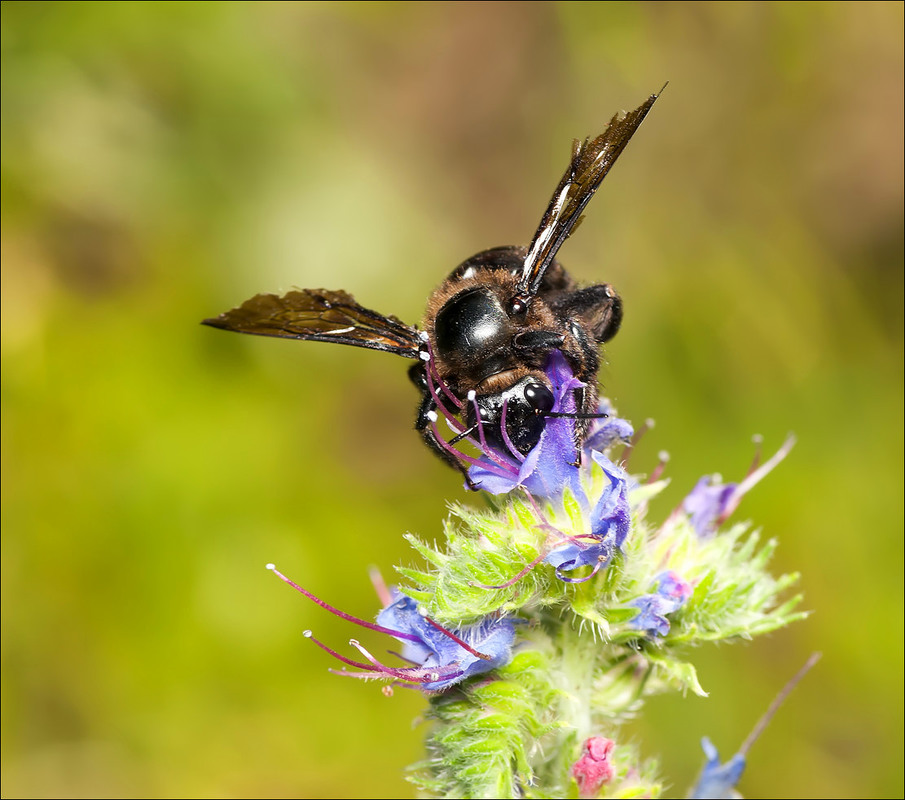 Фотографія Пчела-плотник (Xylocopa valga) / Yu-Ra-Yu (Александр Юрочкин) / photographers.ua