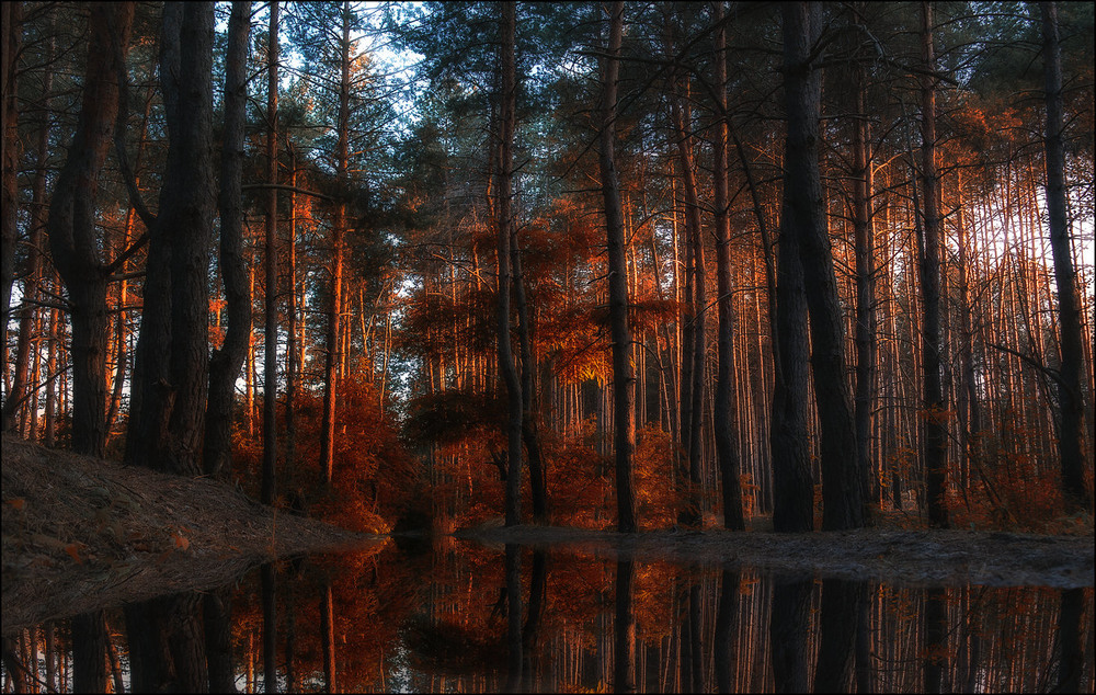Фотографія Рыжий лес / Yu-Ra-Yu (Александр Юрочкин) / photographers.ua