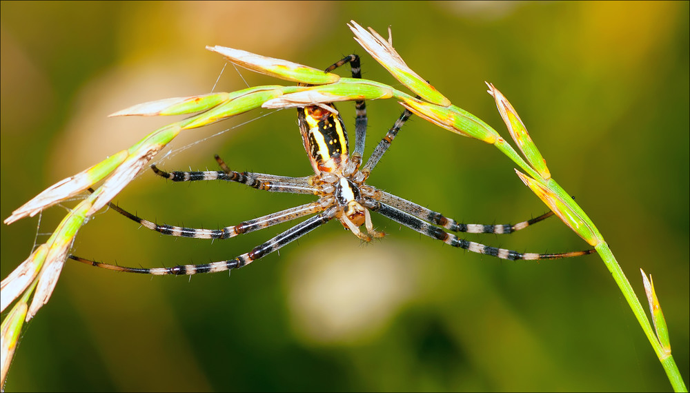 Фотографія Аргиопа Брюнниха или паук-оса (лат. Argiope bruennichi) / Yu-Ra-Yu (Александр Юрочкин) / photographers.ua