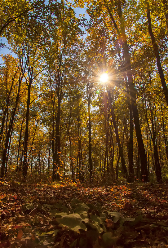 Фотографія Осенний лес / Yu-Ra-Yu (Александр Юрочкин) / photographers.ua