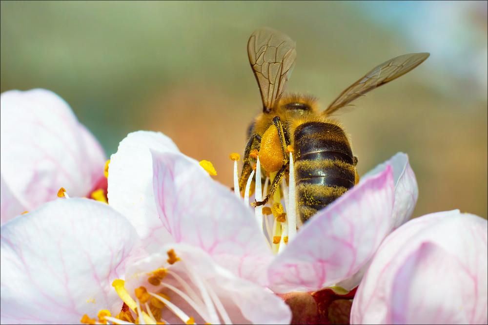 Фотографія Не мешай работать / Yu-Ra-Yu (Александр Юрочкин) / photographers.ua