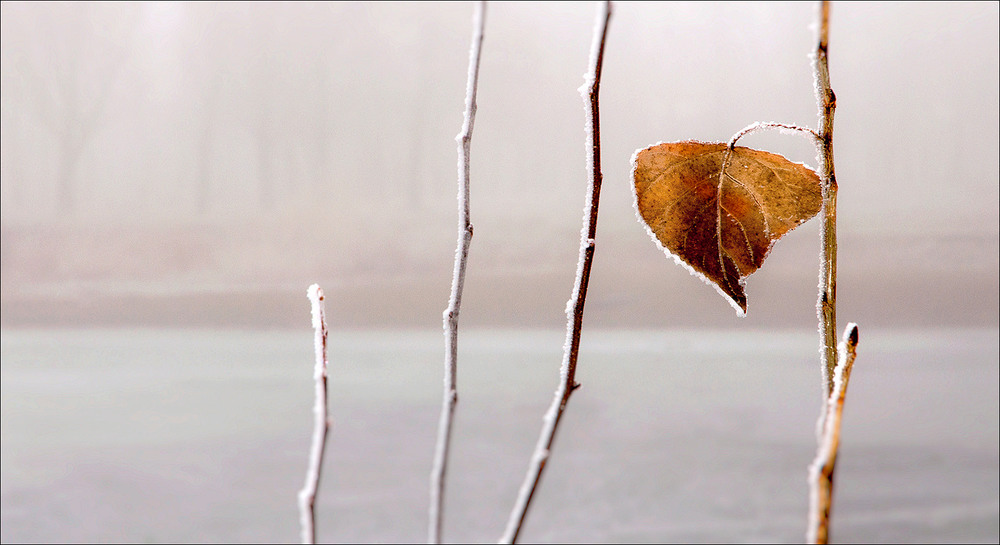 Фотографія Зимний минимализм / Yu-Ra-Yu (Александр Юрочкин) / photographers.ua
