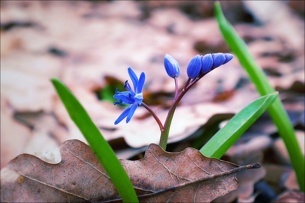 Фотографія Весна в лесу / Yu-Ra-Yu (Александр Юрочкин) / photographers.ua