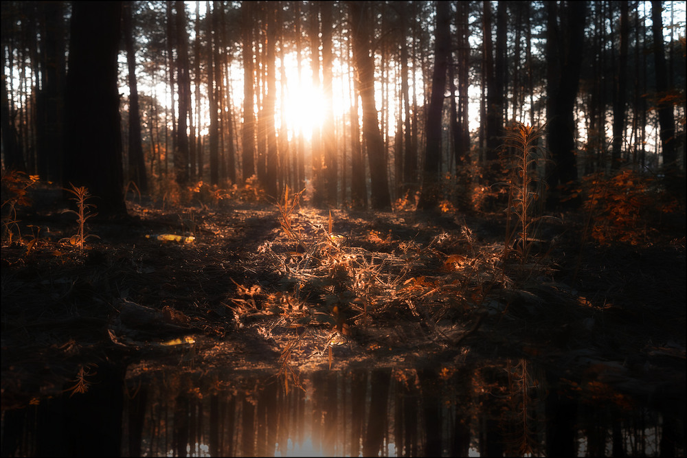 Фотографія Закат в рыжем лесу / Yu-Ra-Yu (Александр Юрочкин) / photographers.ua
