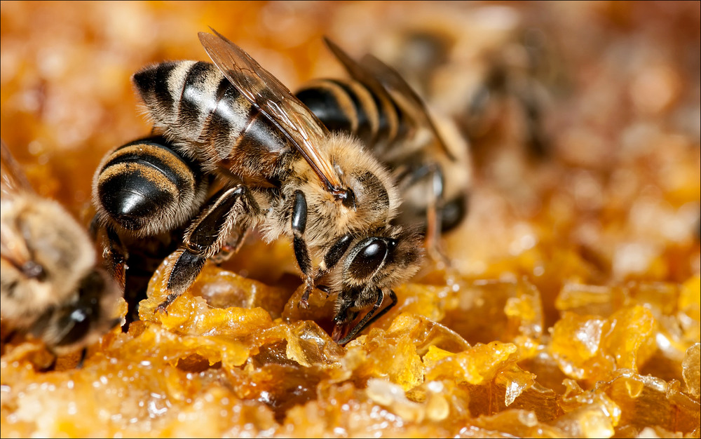 Фотографія Пчелинная возня / Yu-Ra-Yu (Александр Юрочкин) / photographers.ua