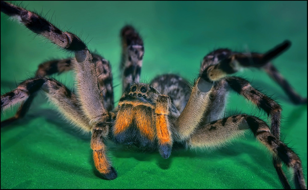 Фотографія Паук Волк,он же Южно-русский тарантул,он же  Allohogna singoriensis / Yu-Ra-Yu (Александр Юрочкин) / photographers.ua