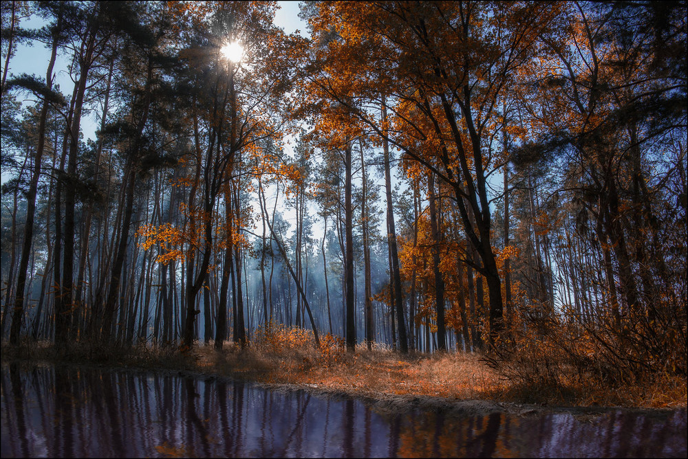 Фотографія Autumn forest / Yu-Ra-Yu (Александр Юрочкин) / photographers.ua