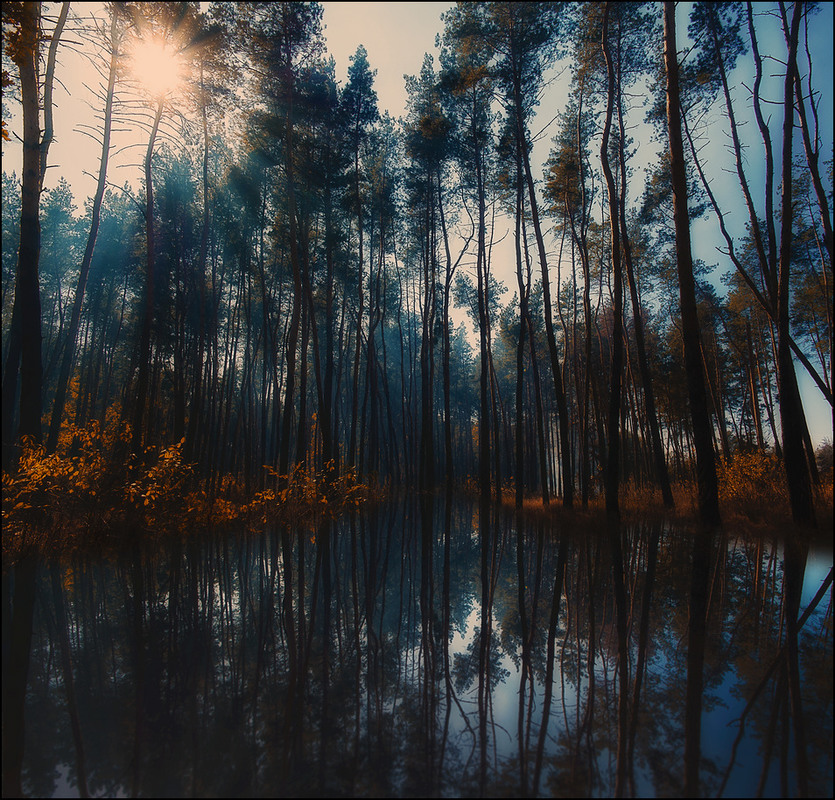 Фотографія Autumn forest II / Yu-Ra-Yu (Александр Юрочкин) / photographers.ua