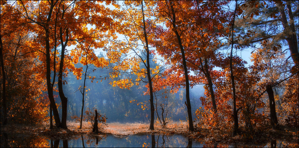 Фотографія Autumn forest III / Yu-Ra-Yu (Александр Юрочкин) / photographers.ua