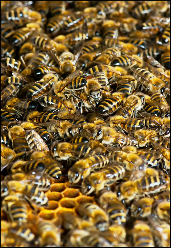 Фотографія Пчелиный социум / Yu-Ra-Yu (Александр Юрочкин) / photographers.ua