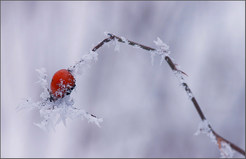 Фотографія Зима,холода... / Yu-Ra-Yu (Александр Юрочкин) / photographers.ua