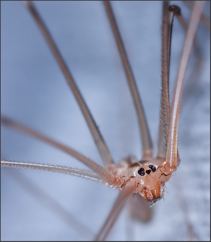 Фотографія Домашний паук-долгоножка / Yu-Ra-Yu (Александр Юрочкин) / photographers.ua