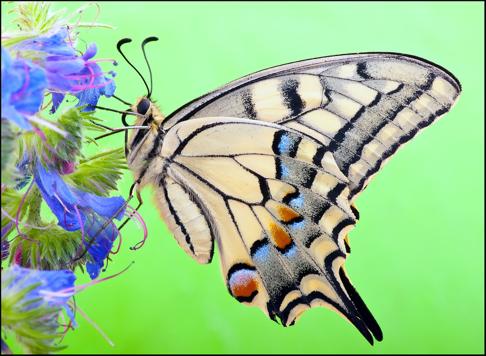 Фотографія Papilio machaon - Парусник Махаон / Yu-Ra-Yu (Александр Юрочкин) / photographers.ua