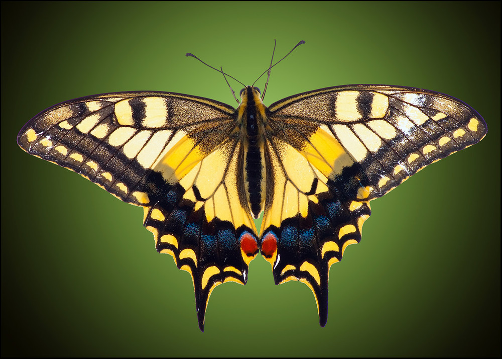 Фотографія Papilio machaon / Yu-Ra-Yu (Александр Юрочкин) / photographers.ua