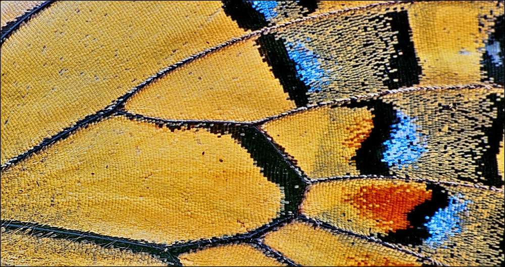 Фотографія Papilio machaon (фрагмент крыла) / Yu-Ra-Yu (Александр Юрочкин) / photographers.ua