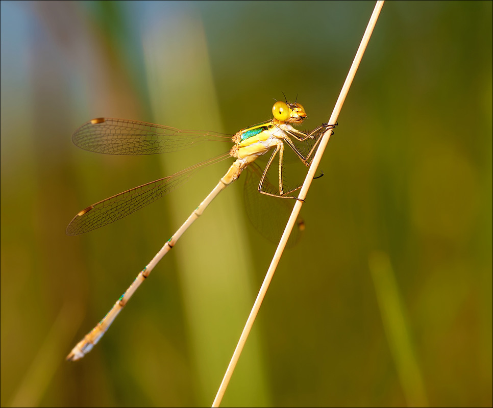 Фотографія Platycnemis pennipes (Pallas, 1771) - Плосконожка обыкновенная / Yu-Ra-Yu (Александр Юрочкин) / photographers.ua