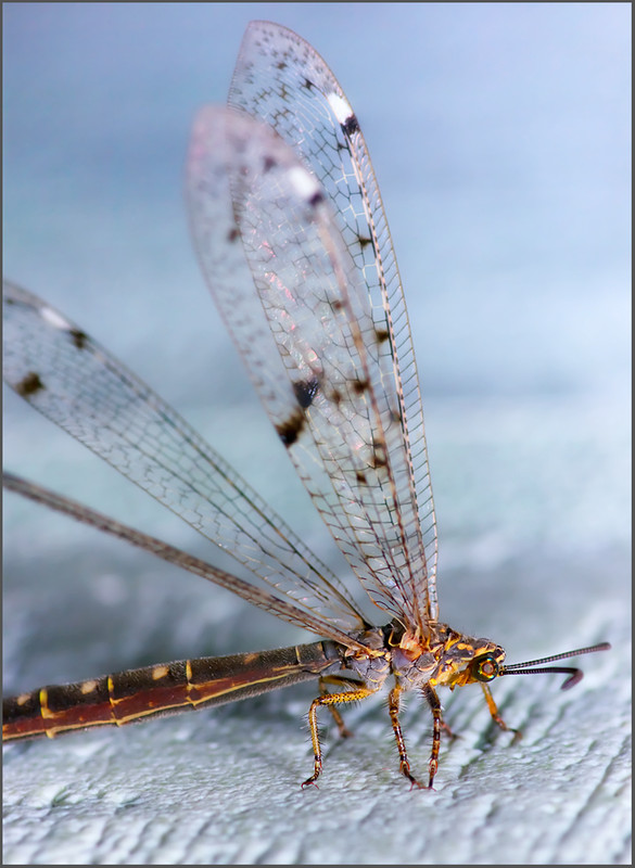 Фотографія Муравьиный лев (Myrmeleontidae) / Yu-Ra-Yu (Александр Юрочкин) / photographers.ua