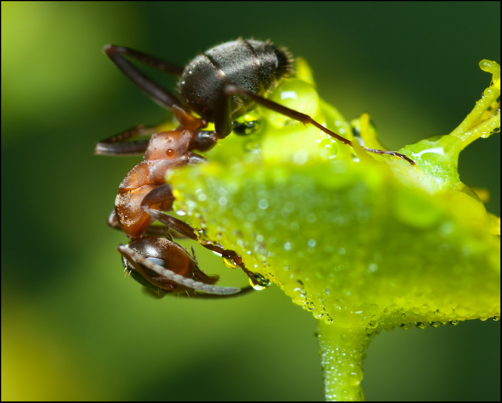 Фотографія Две бульки для муравья / Yu-Ra-Yu (Александр Юрочкин) / photographers.ua