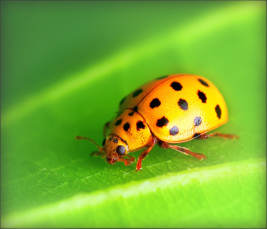 Фотографія yellow ladybug / Yu-Ra-Yu (Александр Юрочкин) / photographers.ua