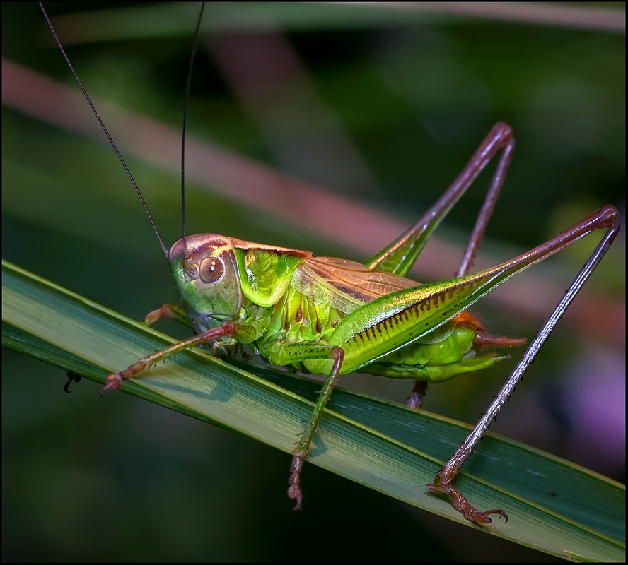 Фотографія young grasshopper / Yu-Ra-Yu (Александр Юрочкин) / photographers.ua