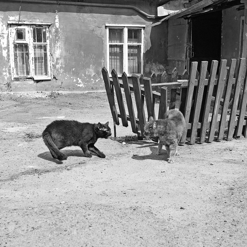 Фотографія Черная кошка, серый кот / Mini / photographers.ua