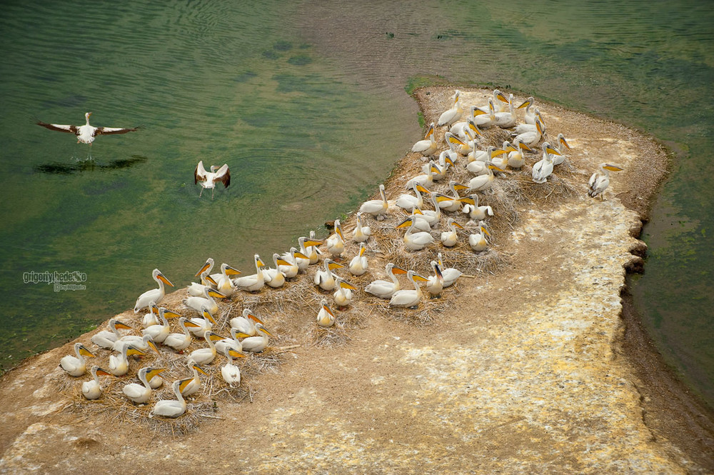 Фотографія # Пеликаны выводят потомство # / Григорий Беденко / photographers.ua