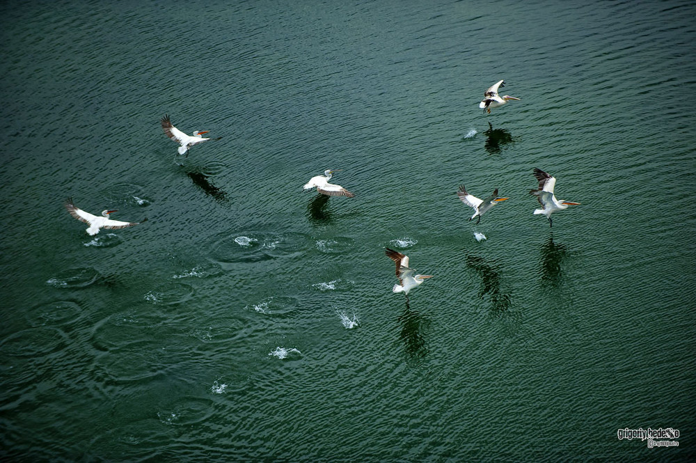 Фотографія # Кудряые пеликаны # / Григорий Беденко / photographers.ua