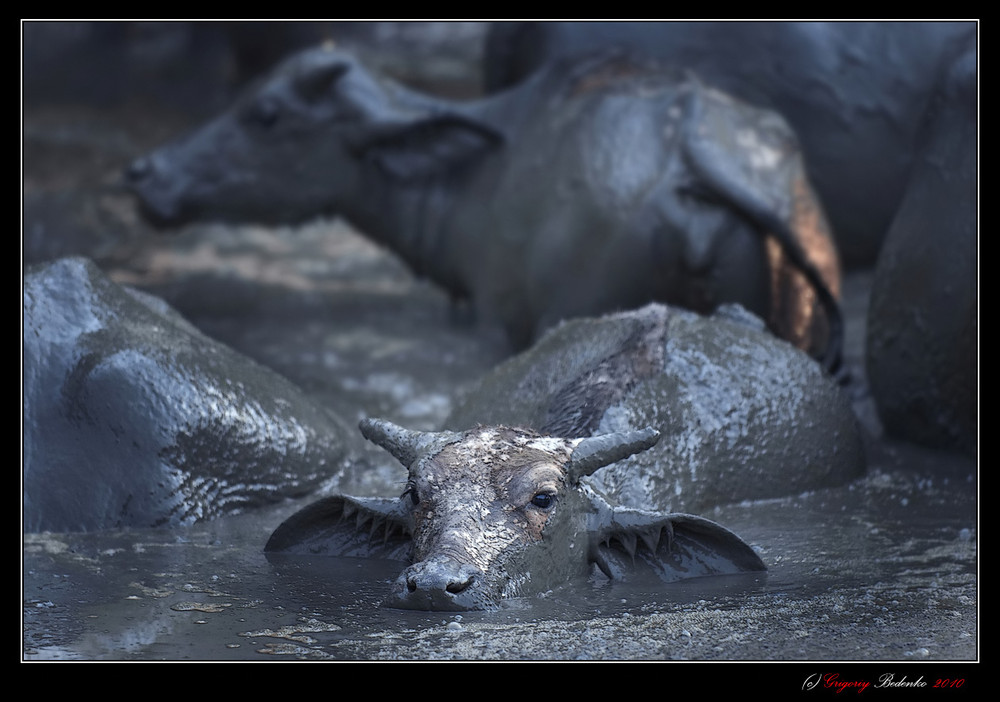 Фотографія # Водяные буйволы острова Лангкави # / Григорий Беденко / photographers.ua