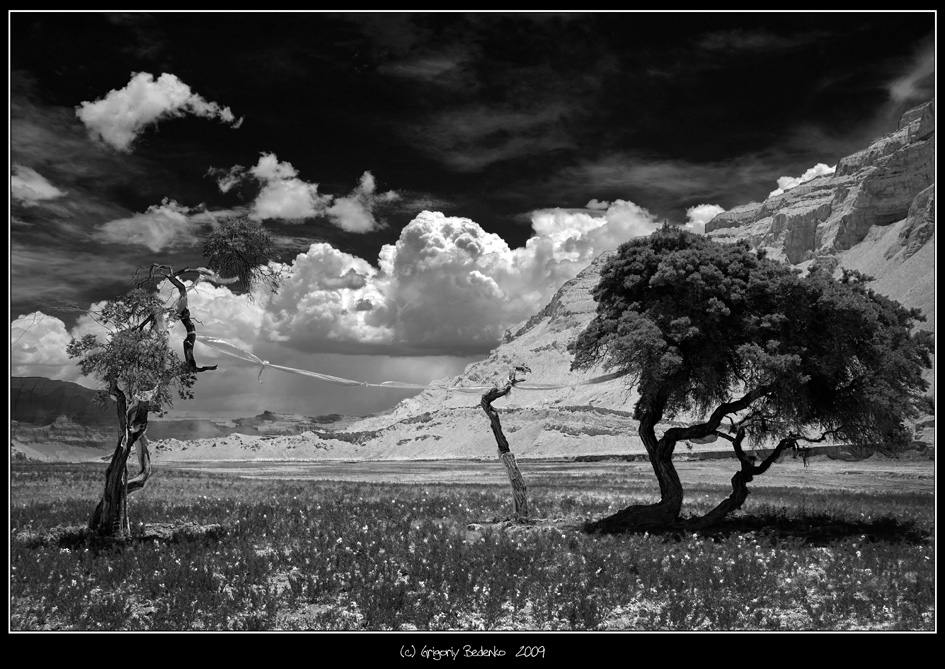 Фотографія # Лес каменных деревев # из серии # Психоделический Тибет # / Григорий Беденко / photographers.ua