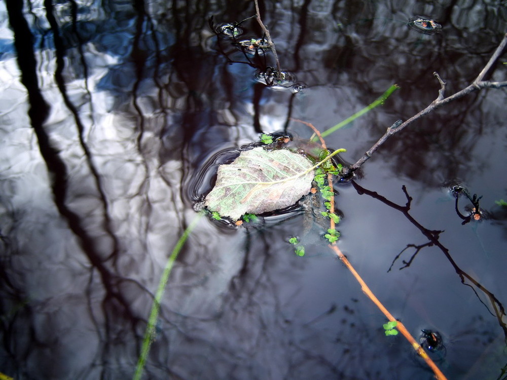 Фотографія Одинокий листик осени......... / Алексей Кормилец / photographers.ua