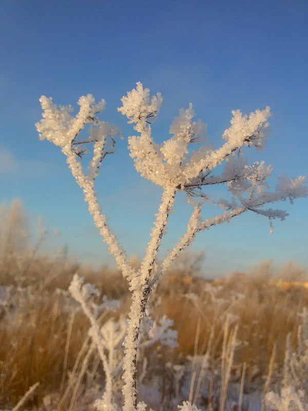 Фотографія "Пришла зима" / Алексей Кормилец / photographers.ua